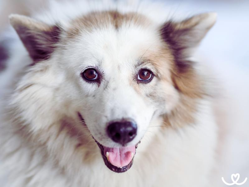 Plemeno-thai-bangkaew-dog (14)